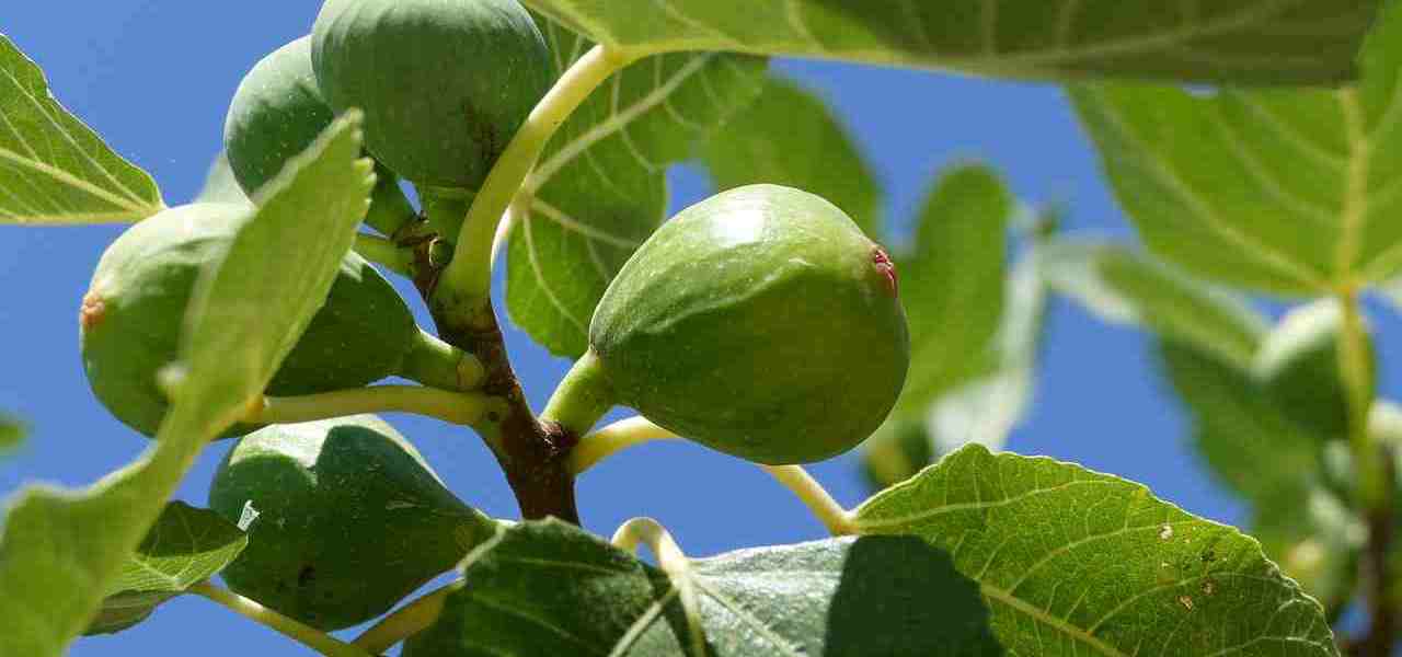 Nieurodzajne drzewo figowe, część 1